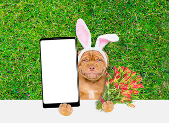 Aufkleber - Smiling Mastiff puppy wearing easter rabbits ears holds bouquet of tulips and holds big smartphone with white blank screen in it paw above empty white banner.  Empty space for text
