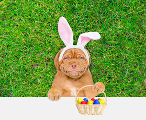 Aufkleber - Happy Mastiff puppy wearing easter rabbits ears holds basket of painted Easter eggs and looks above empty white banner.  Empty space for text