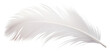 PNG White bird feather