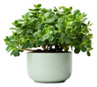 PNG Lush jade plant leaf white background houseplant