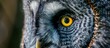 Close-up view of a magnificent bird of prey with intense yellow eyes staring straight ahead