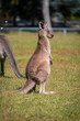 Wildlife Baby Kangaroo