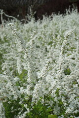 Wall Mural - field of flowers