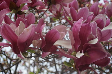 Wall Mural - magnolias