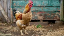Rooster In The Farm, A Chicken Standing In A Farmyard. The Chicken Has A Prominent Red Comb And Wattle, And Its Feathers Are A Mix Of Golden, Tan, And Black Colors