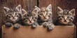 photo of cute kittens in a cardboard box, 