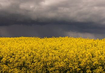 Wall Mural - yellow rapeseed canola field and dramatic blue, white storm cloud
