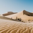 © HH - 사막과 선인장