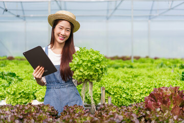 Female gardener working with tablet to examining quality of green oak salad in hydroponics garden