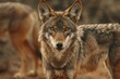 Portrait of a wolf in the forest,  Wildlife scene from nature