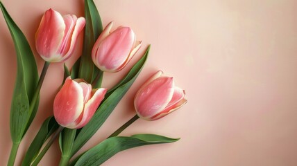 Poster - Tulip Floral Arrangement with Soft Pink Petals and Green Leaves on Minimalist Background