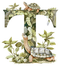 PNG The Letter T Reptile Nature Turtle