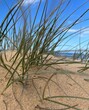 © Linda - Sand dune with grass in closeup  on a sunny day.
