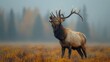 Elk Roaring Loudly During the Rutting Season, Asserting Dominance and Attracting Mates.