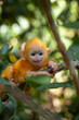 © abdul gapur dayak - Baby 'Lutung'  Exotic Primate from the Borneo Island