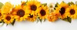Sunflower Isolated on White Background Panorama. Generative AI