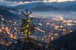 Twilight caresses a pine tree city lights a soft dance in the depth of field