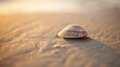 Tiny shell in sand, close-up, low angle, solitary beauty, minimalist beach, morning light