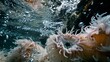Anemone sway in current, close-up, low angle, marine garden, rhythm of the sea 