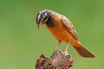 Poster - A male crimson-breasted bunting (Emberiza tahapisi) perched on a branch, South Africa.