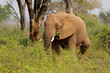 Large African elephant (Loxodonta africana) bull feeding, Kruger National Park, South Africa.