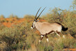 A gemsbok antelopes (Oryx gazella) in natural habitat, Kalahari desert, South Africa.