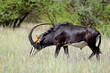 A magnificent sable antelope (Hippotragus niger) bull in natural habitat, Mokala National Park, South Africa.