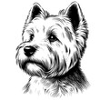 Westie Terrier portrait. Hand Drawn Pen and Ink. Vector Isolated in White. Engraving vintage style illustration for print, tattoo, t-shirt	