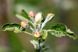 Fototapeta Storczyk - Flowers on an apple tree in spring. Close-up