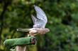 Common kestrel, Falco tinnunculus is a bird of prey species belonging to the falcon family Falconidae.