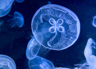 Canvas Print - Blue jellyfish swim in the sea