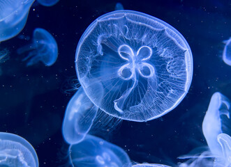 Poster - Blue jellyfish swim in the sea