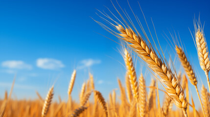 Photo of wheat spikelets in field