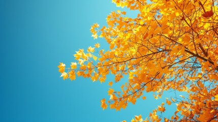 Wall Mural - Autumn Leaves: A photo of a tree with bright yellow leaves against a clear blue sky