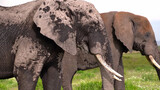 Fototapeta  - African bush elephants standing in the savannah of Amboseli National Park in Kenya, Apr 2024