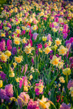 Fototapeta Natura - Vertical view of colorful tulip, narcissus and hyacinth flowers blooming in Keukenhof park. Splendid spring scene of Holland Botanical garden, Lisse town, Netherlands. Beautiful floral background.