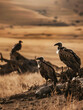 Wildlife style, vultures in a dry landscape, carcass in the background, rule of thirds composition, midday lighting