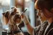female groomer combing or cutting hair of yorkshire terrier