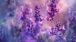 Beautiful lavender field. Purple flower background. Blossom violet aromatic plants.