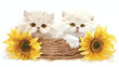 Chinchilla Persian kittens nestled in a sunflower 