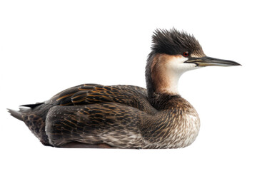 Wall Mural - Elegant Grebe Bird with Plumage Detail in Profile View Isolated on a White Background