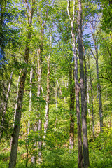 Poster - Looking up to the tree canopy in a deciduous forest with lush green trees