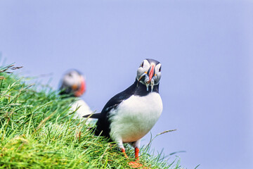 Wall Mural - Atlantic puffin looking at the camera with fishes in the beak