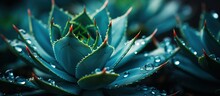 Succulent plant close-up with water drops. Nature background