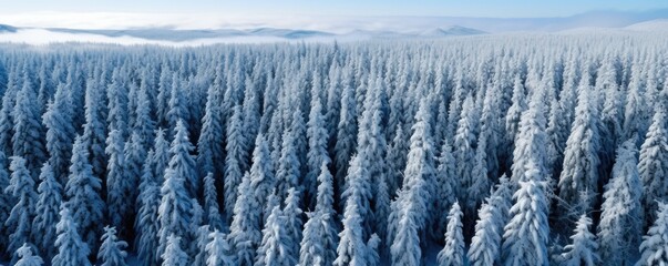 Wall Mural - Expansive panoramic view capturing the serene beauty of a snow-covered forest landscape in winter.