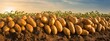 Rows of potatoes growing in a field, showcasing agriculture at its best.
