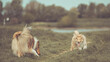 2 Collies in Bewegung mit Zunge raus rough Langhaar Hund outdoor Frühling