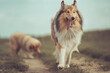 2  rough Collies in Bewegung mit Zunge raus Langhaar sable Hund outdoor Frühling, 1 Hund in Unschärfe