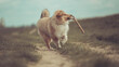Hund rough Collie Langhaar Welpe sable spielt outdoor mit einem Stock im Frühling