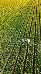 Wall Mural - a couple of men and women in a tulip flower field, drone top view during springtime in the Netherlands